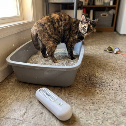 Original customer photo near a litter box